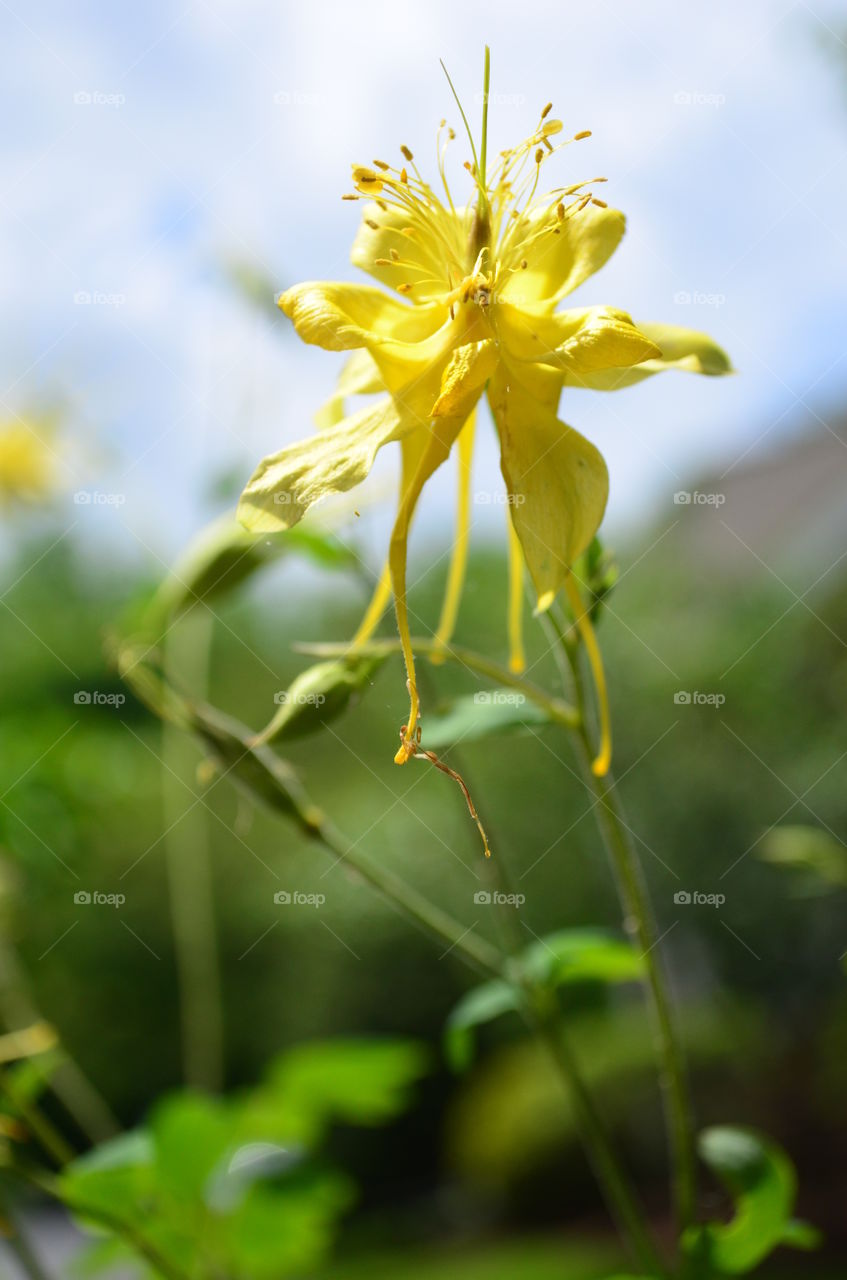 yellow dragon Lily