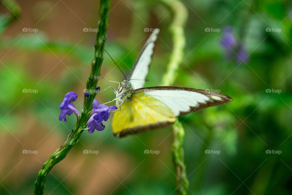 Butterfly closeup 