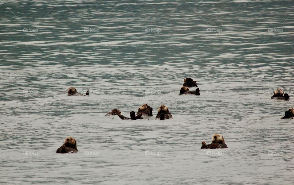 Sea Otters In Ocean