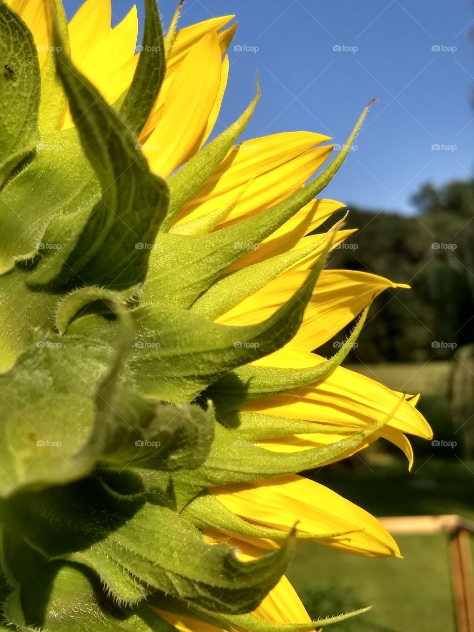 yellow garden sunflower head