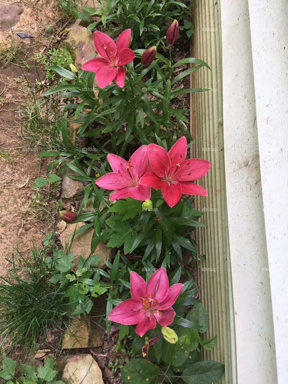 Hoping everyone has a great week and lots of sunshine! Some more blooms to share.