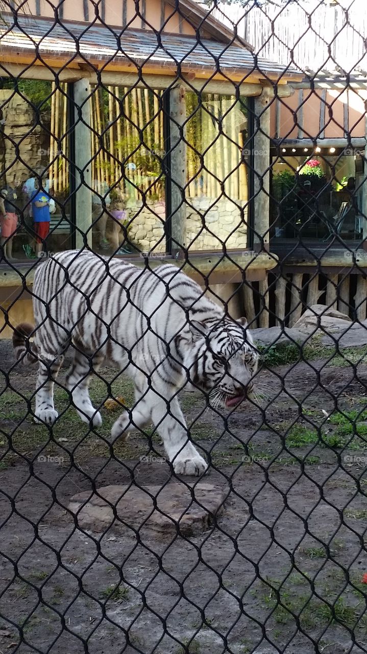 White tiger