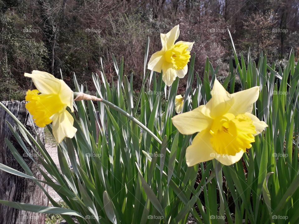 springtime in the wood