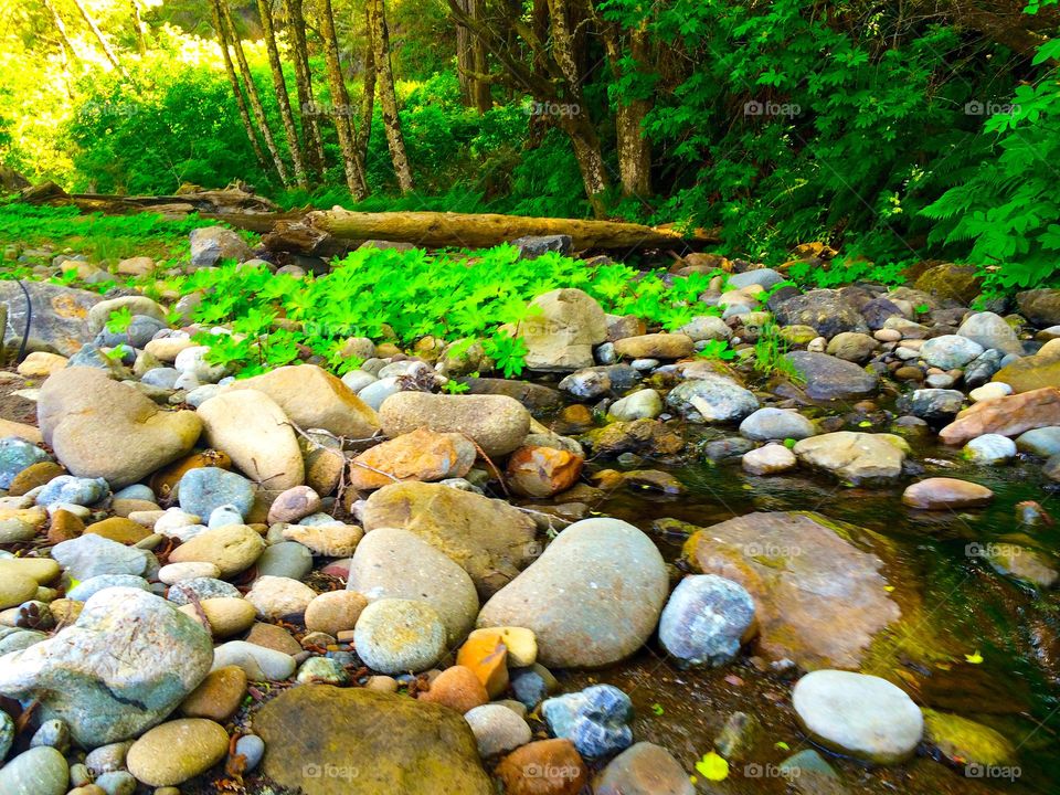 Rocky forest . Taken at a redwood forest location 