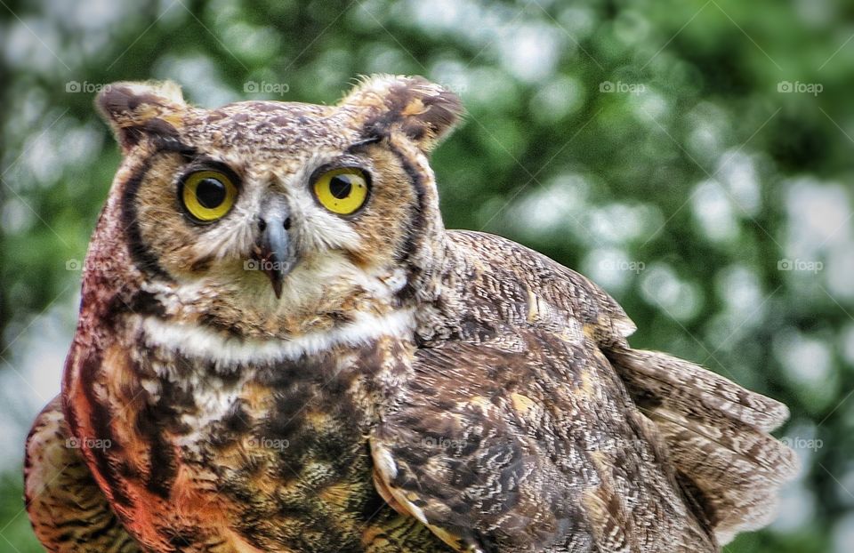 Owl St Jude Québec 