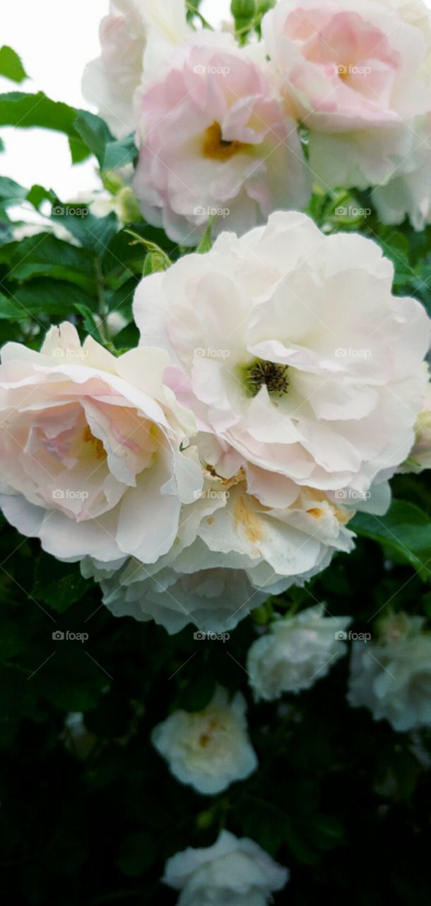 A pretty flowerbush!