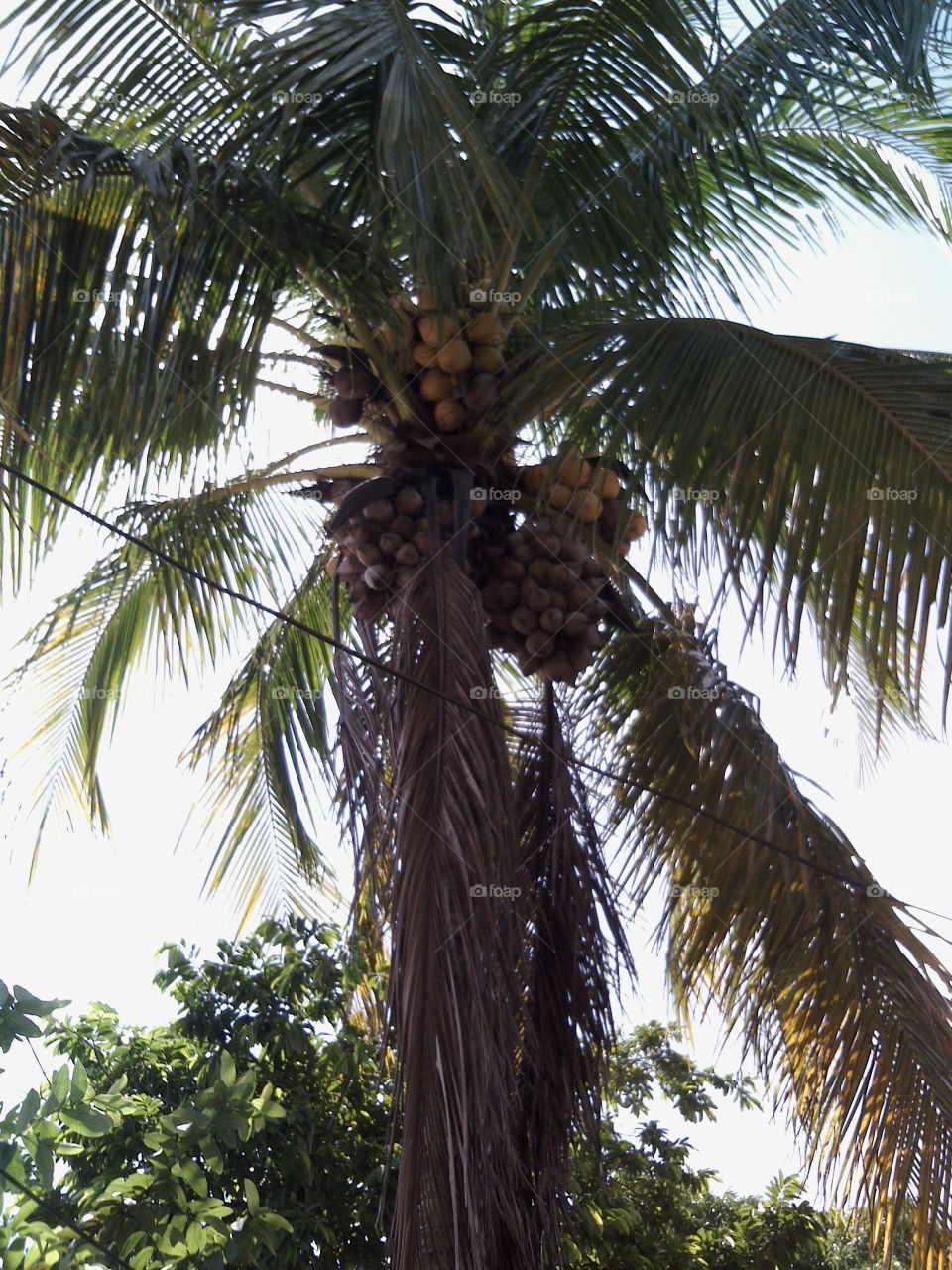 Palm tree