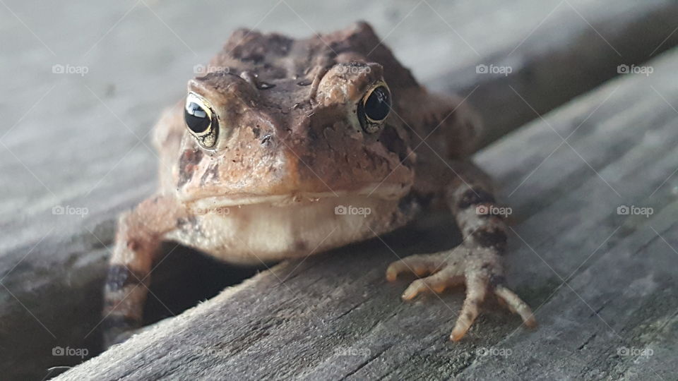 toad