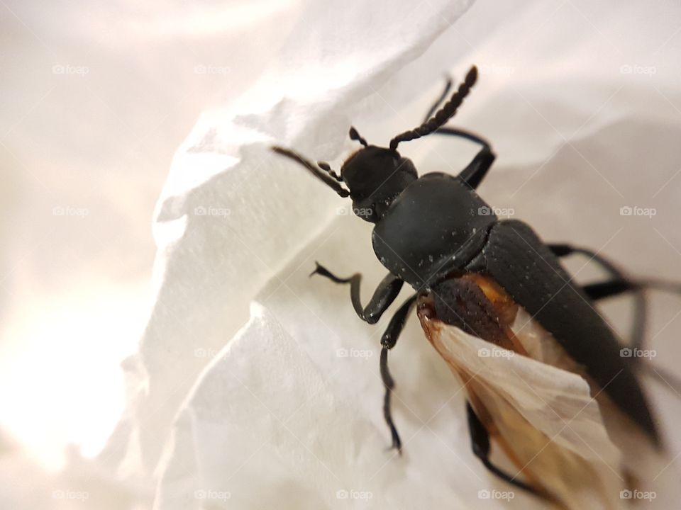 Black Beetle closeup. Macro.  Broken shell.