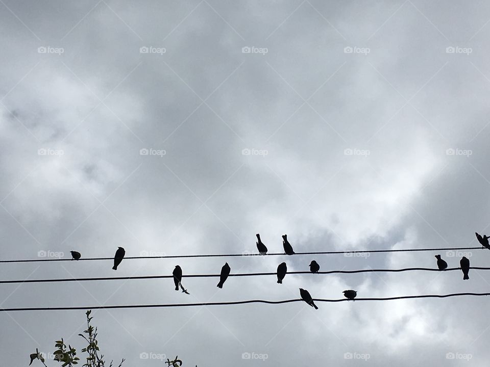 Birds on a wire