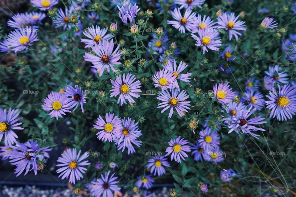 Purple flowers. At the NY Botanical Gardens in the Bronx