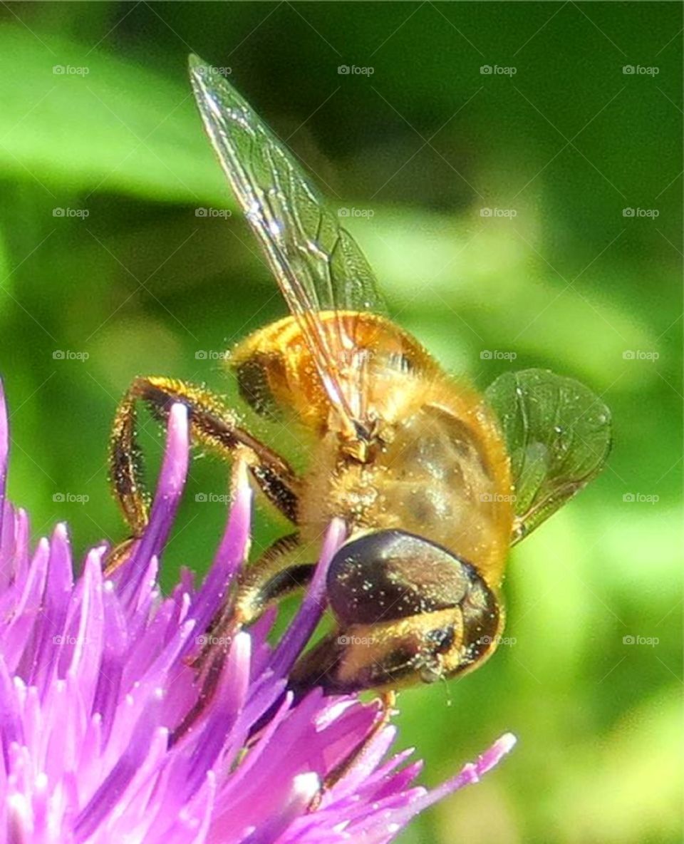 Bee pollinating purple flower