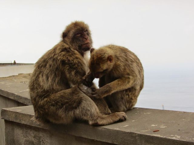 Monkeys 