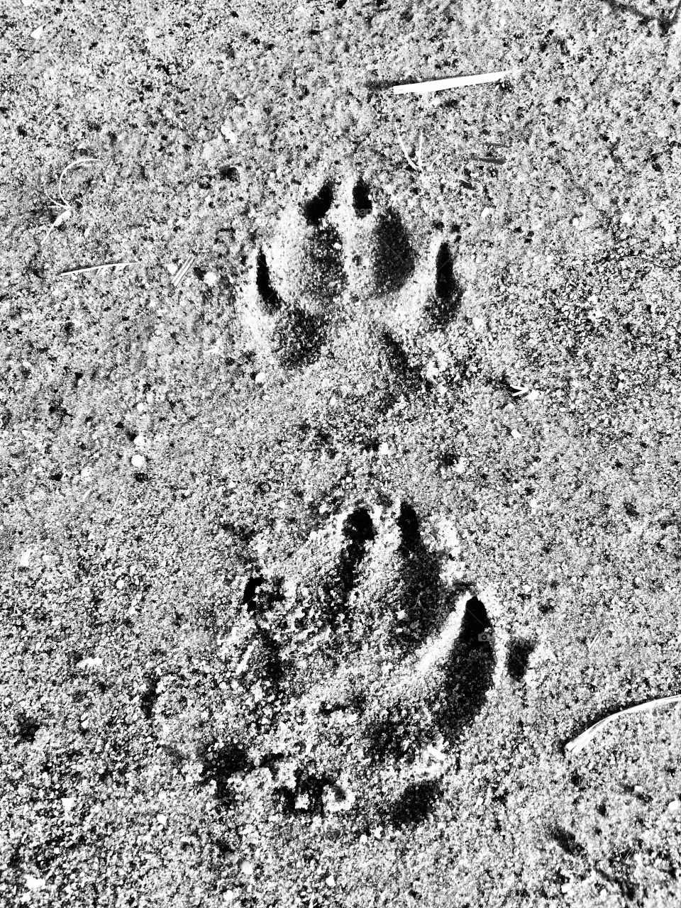 The pitter patter from my heart paw prints 🐾