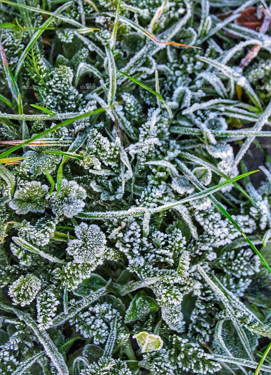 A selection of frost dusted low lying plants, ferns, stems and blades of grass, some sunlit and some in shade.