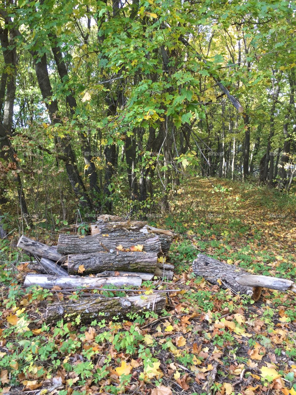 Autumn in the forest 