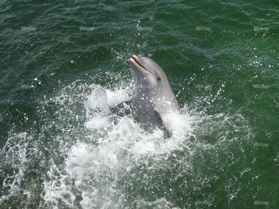 Up close with the dolphin on Cuba