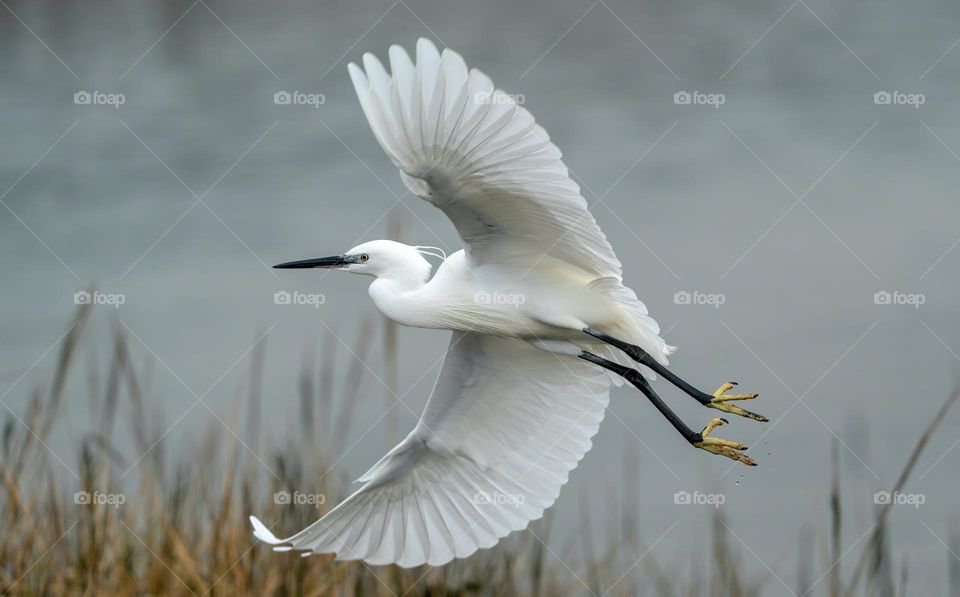 Beautiful flying bird