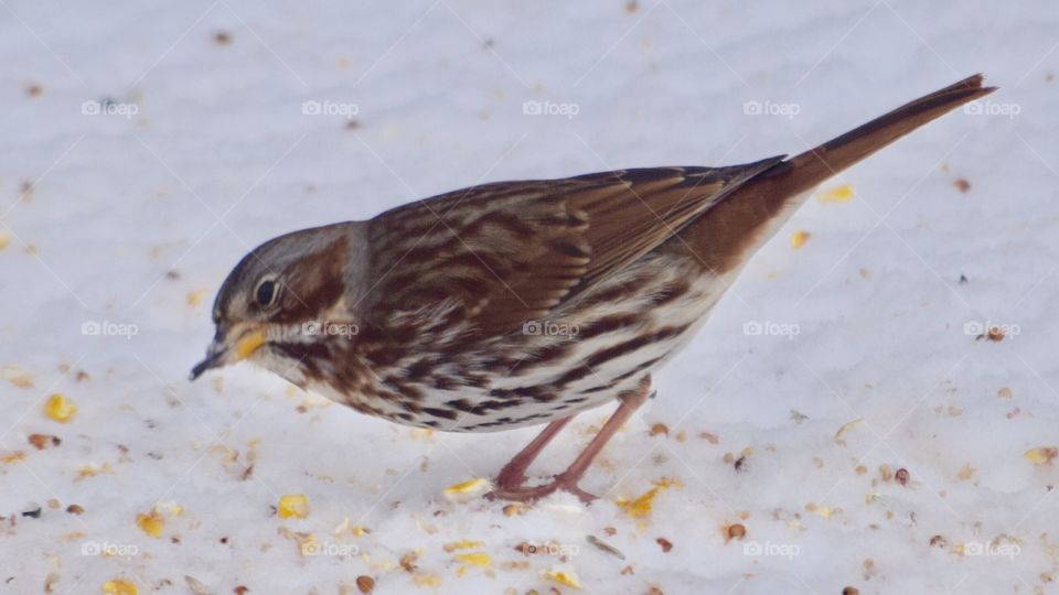 Song Sparrow in Winter
