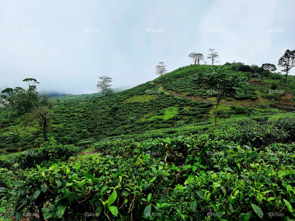 Tea Plantation with awesome weather