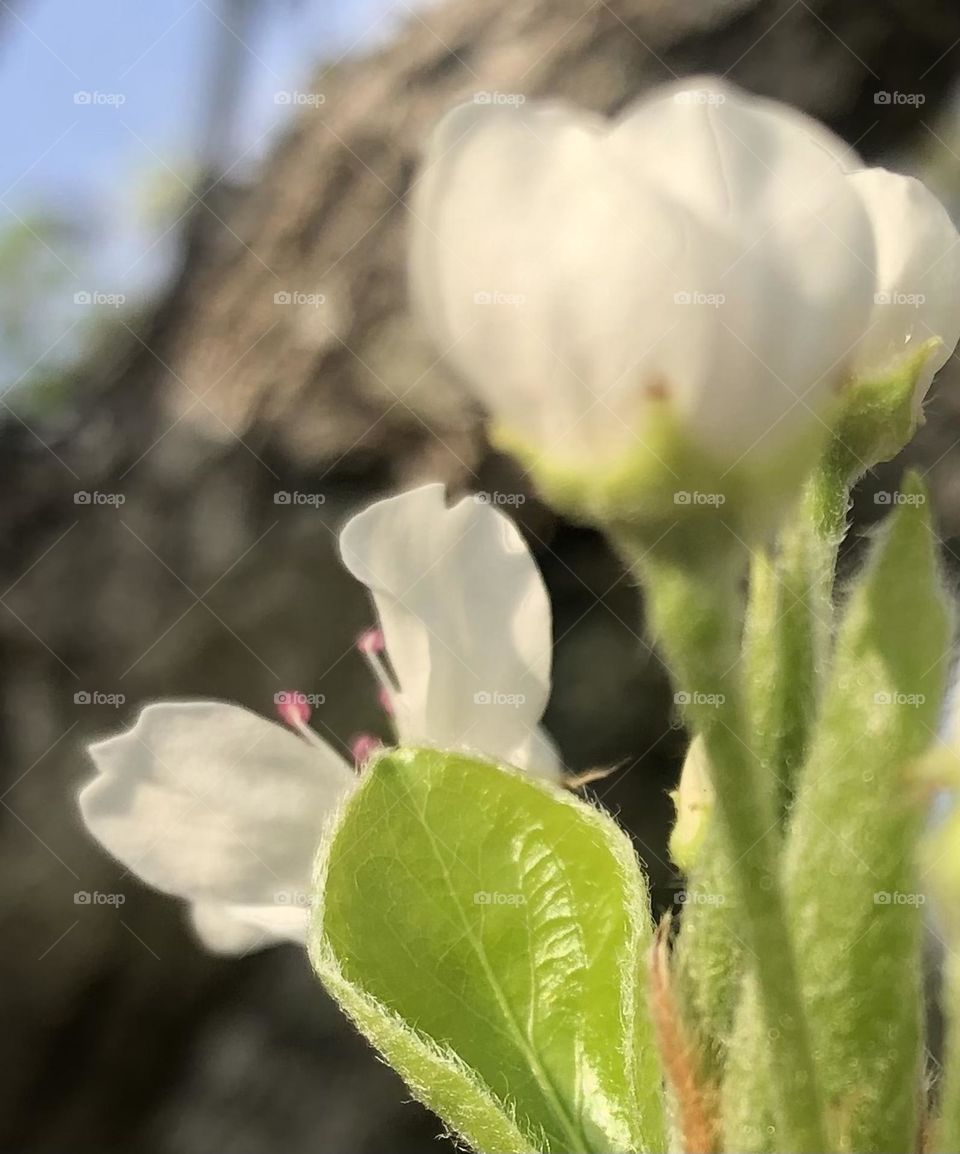 Lovely flowers blooming on the Bradford Pear on the ranch in Texas- had to get a closeup of it’s beautiful details 🌸