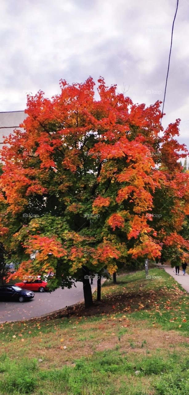 battle fall vs. winter