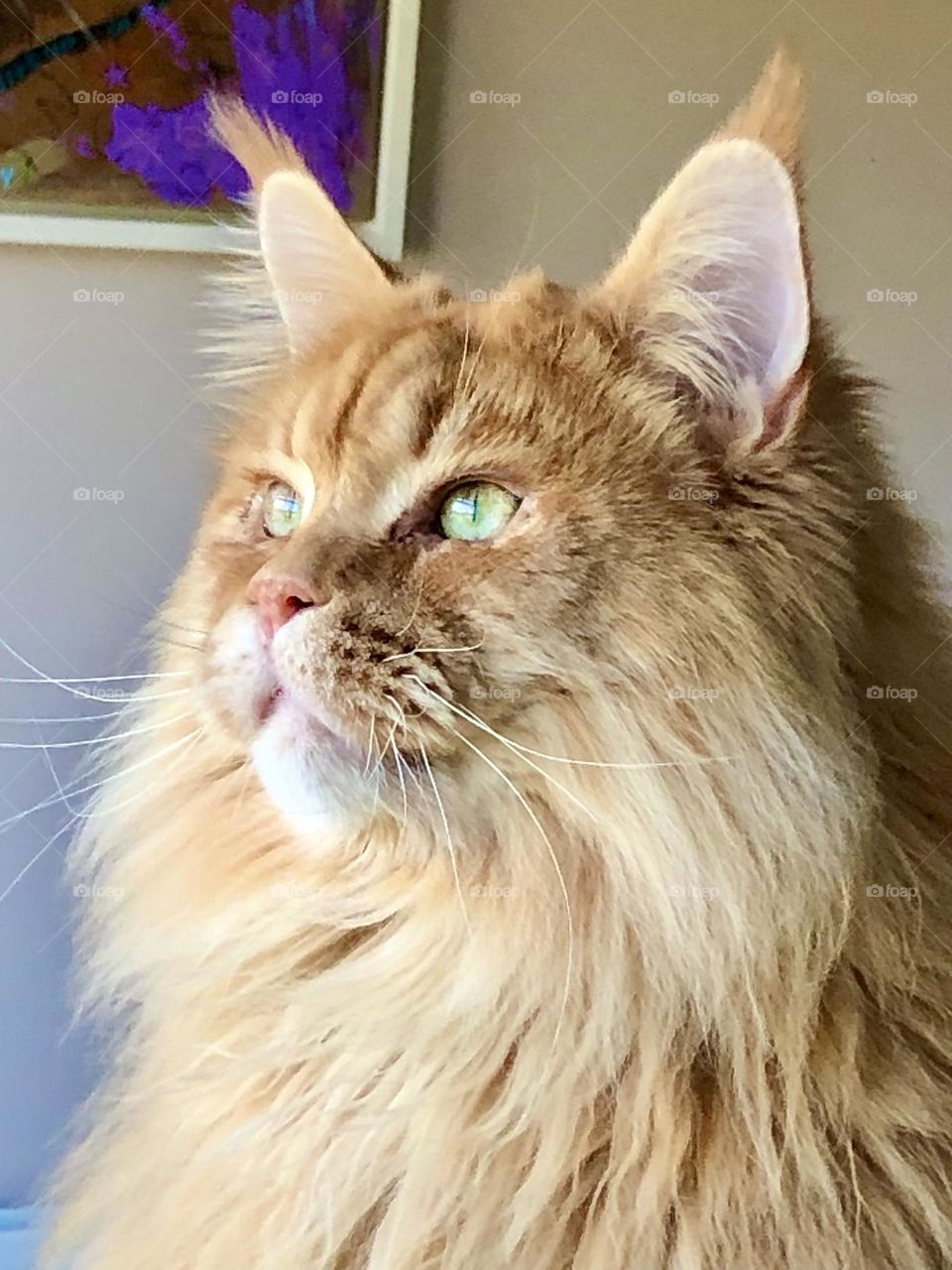 Maine coon cat