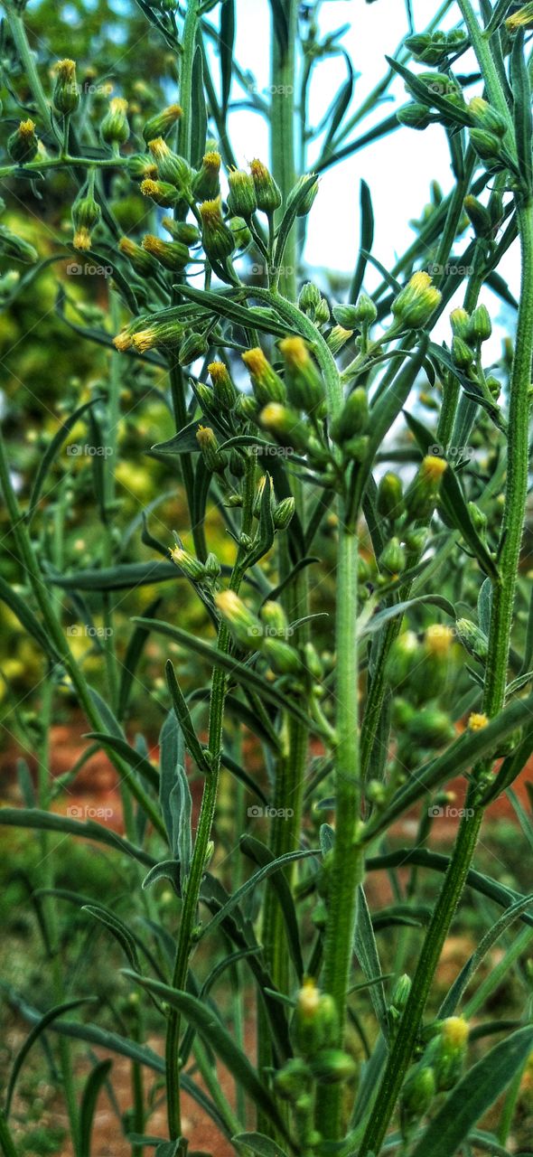 Yellow flower at the end