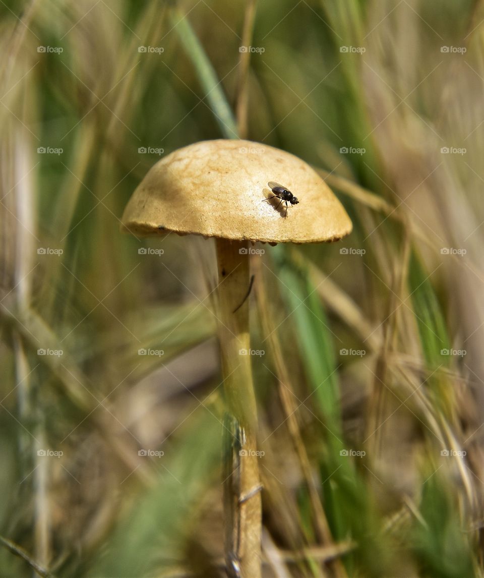close-up mushroom