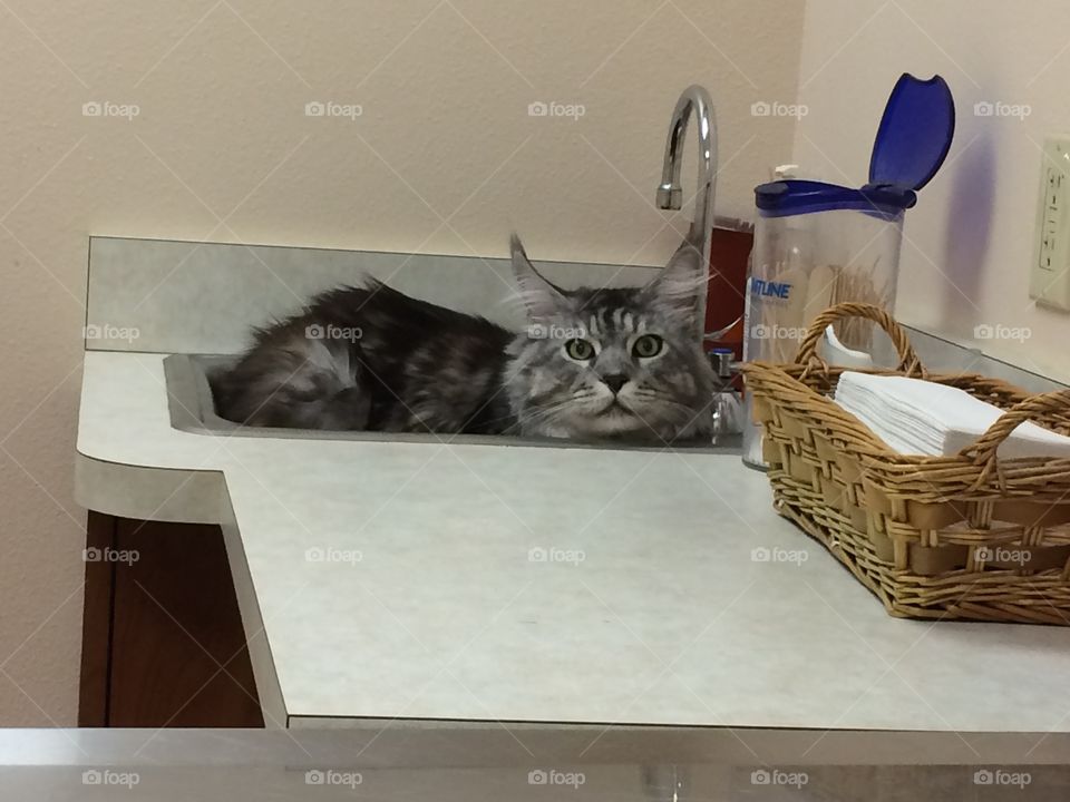 Frisco trying to hide from the vet