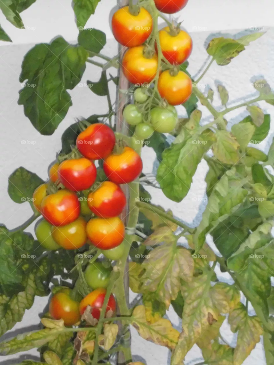 Tomaten