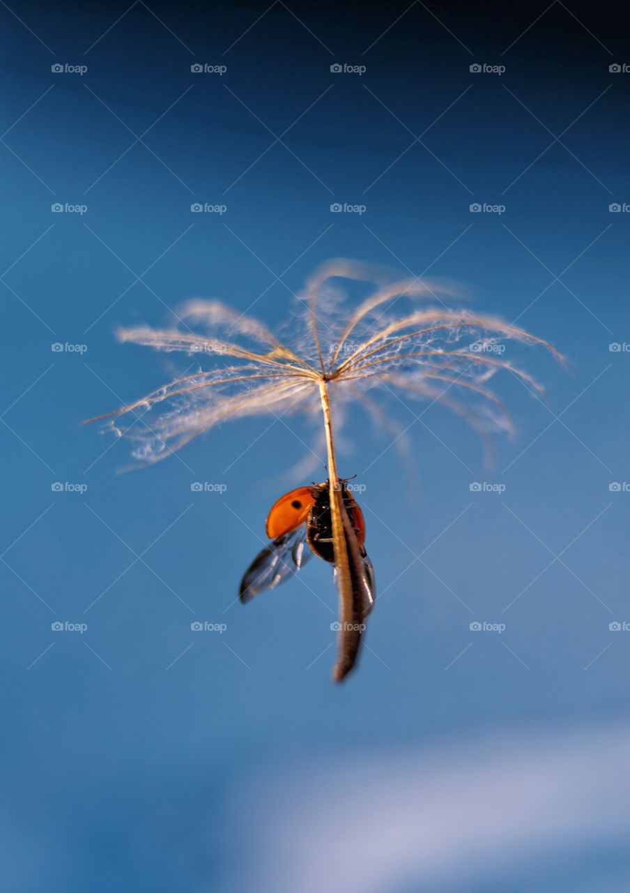 Ladybug flying on dandelion 