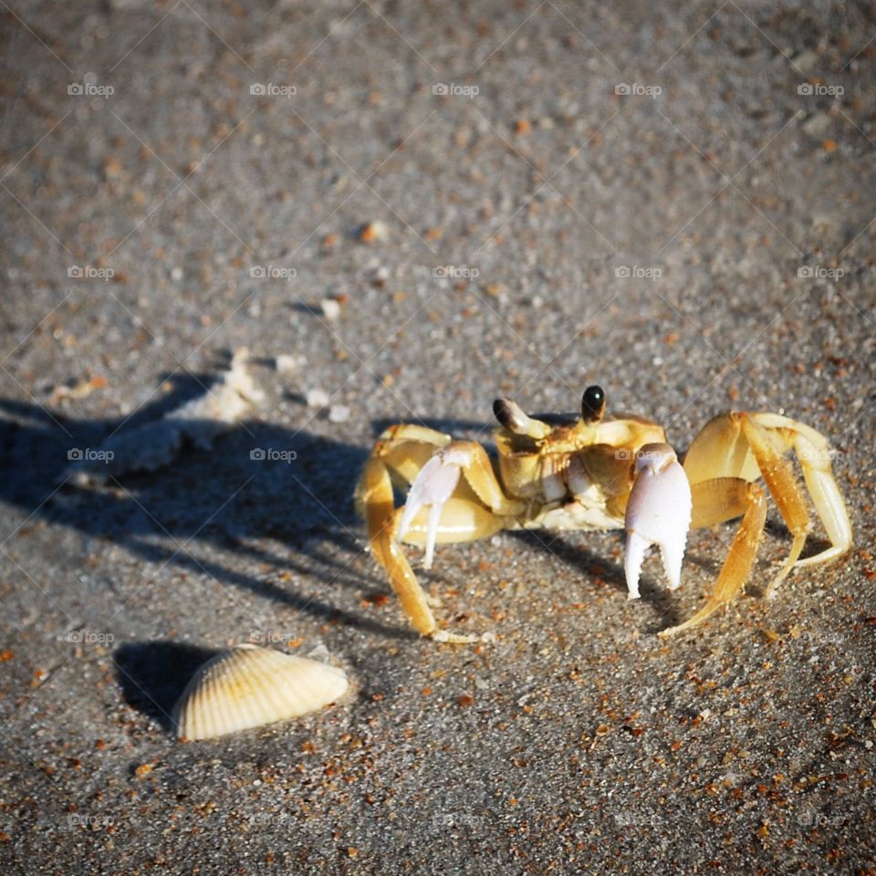 I found this daring little crab moving along the beach in Florida. 