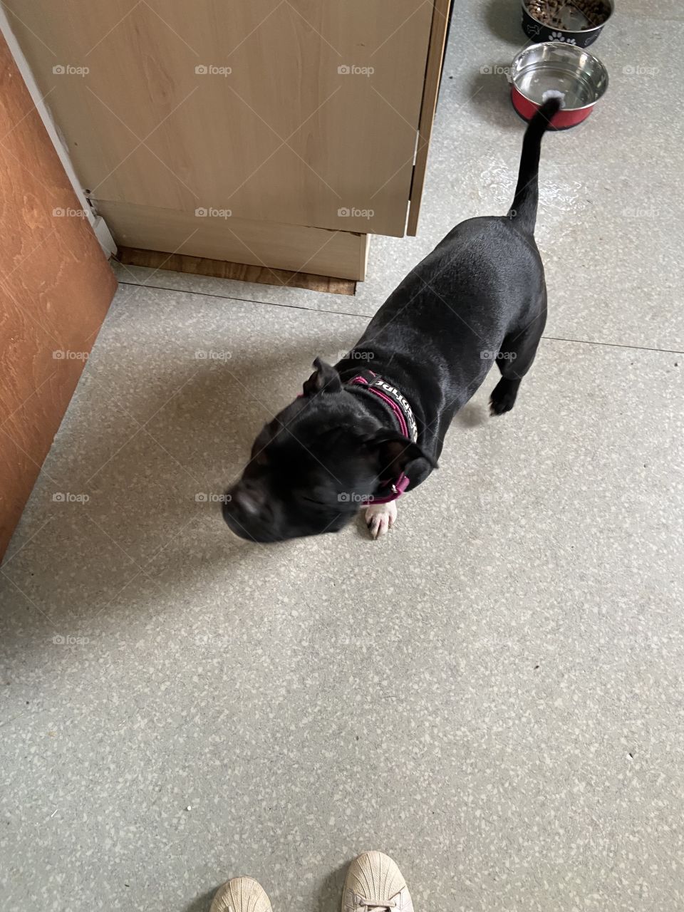 Bella the Staffie 🐶