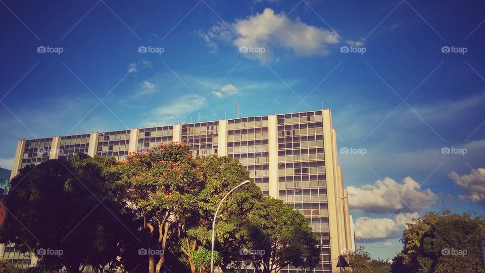prédio árvore arquitetura céu azul