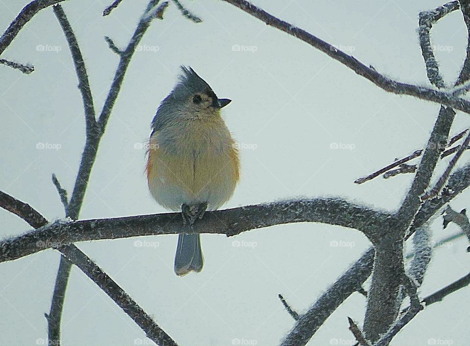 Titmouse on cold Branch