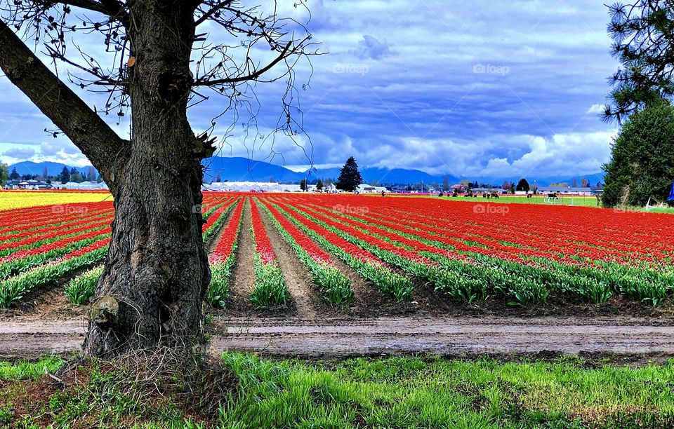 Foap Mission The Colors Of Spring! Brilliant Red Fields Of Tulips, Springtime In Washington State’s Skagit Valley!