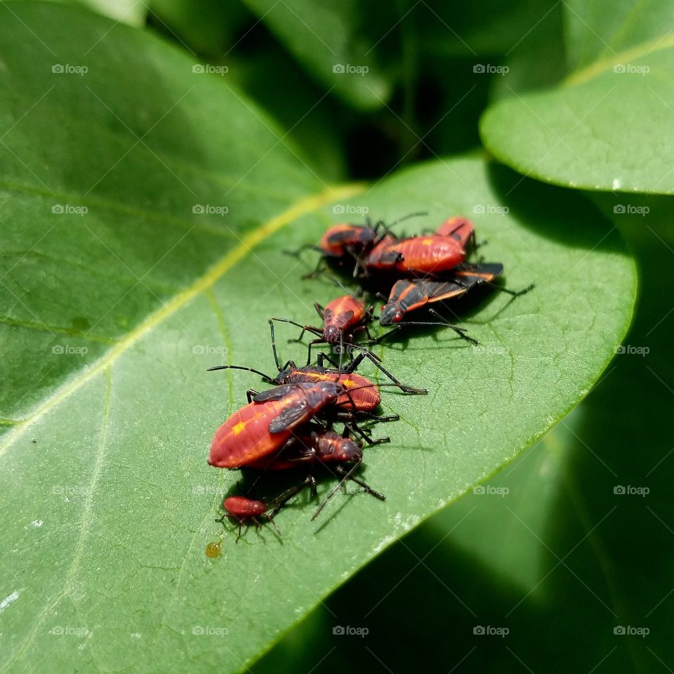 Box elders