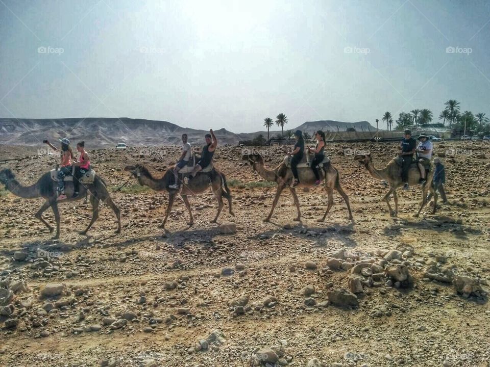 camels and stuff.