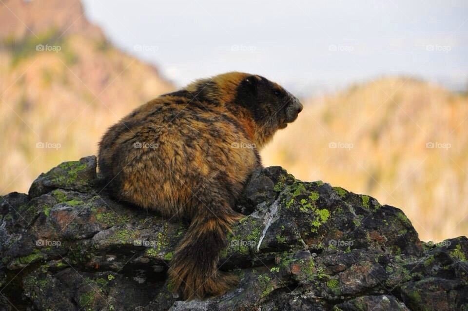 Marbled Marmot