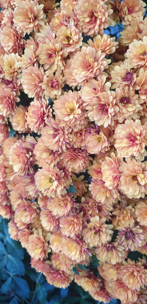 flowers background