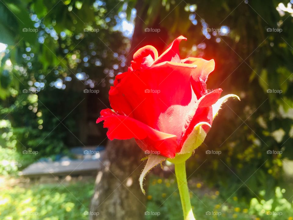 Горящая роза