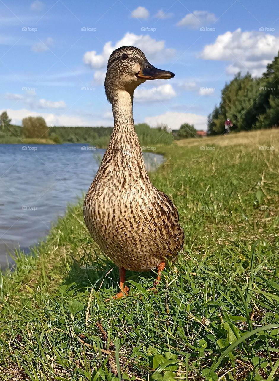 ducks on a green grass summer time mobile photography