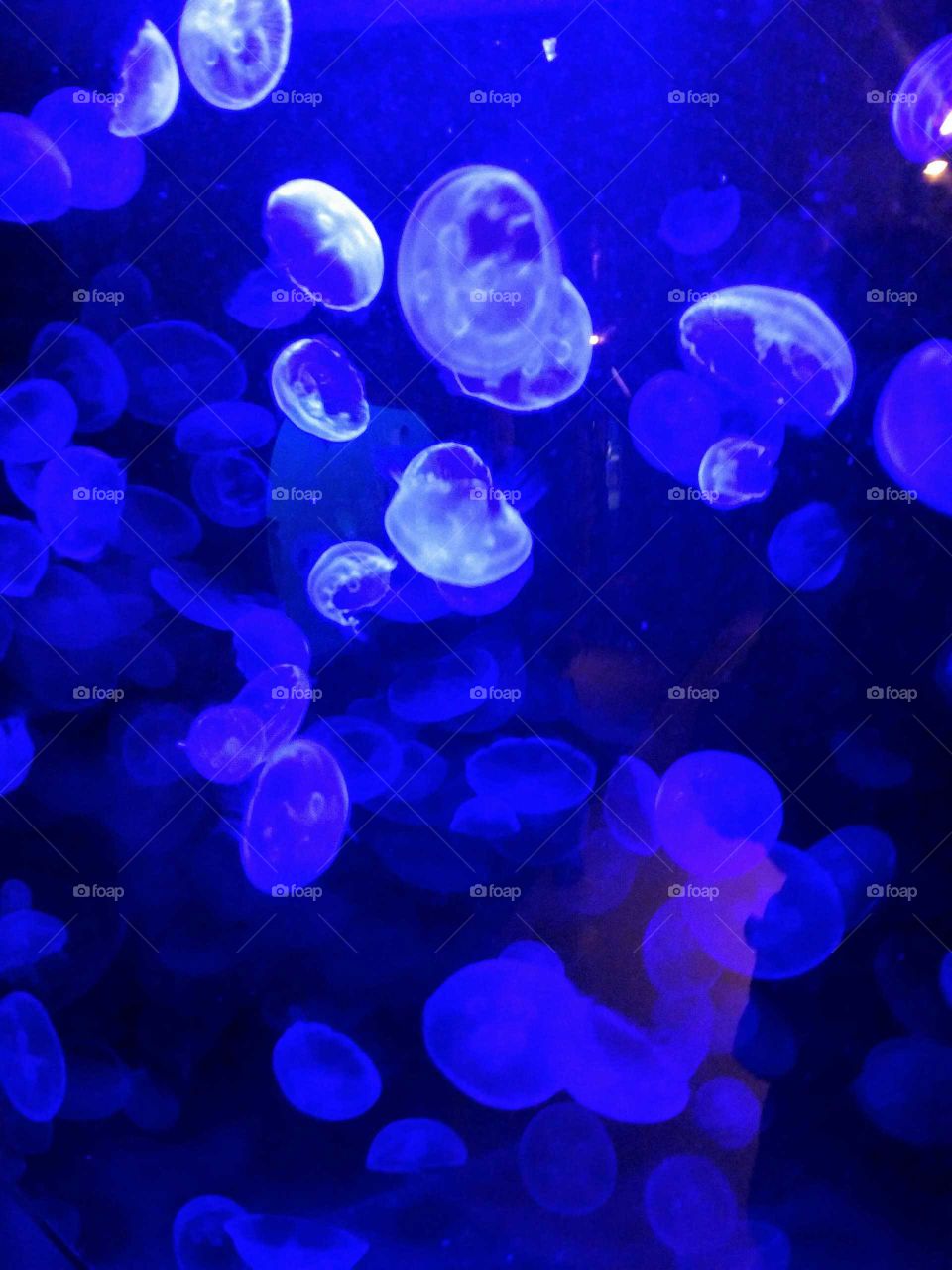 Moon Jellies