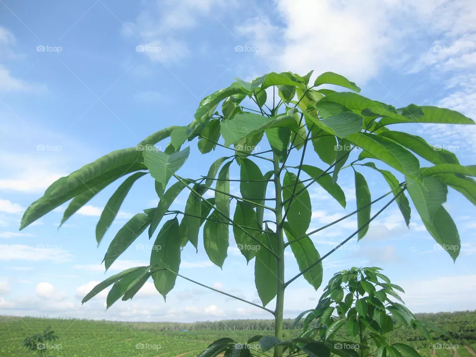 Rubber plant shoots that grow well
