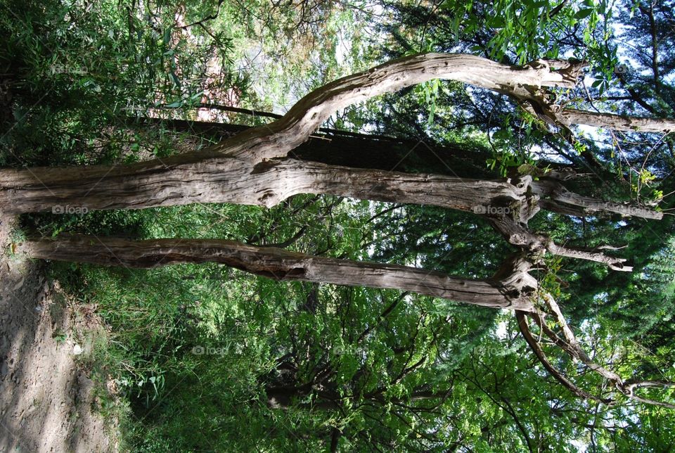 Tree, Wood, Nature, Leaf, Landscape