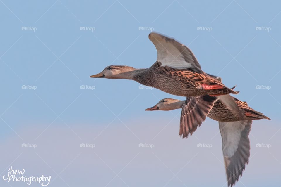 Mottled Ducks in Flight
