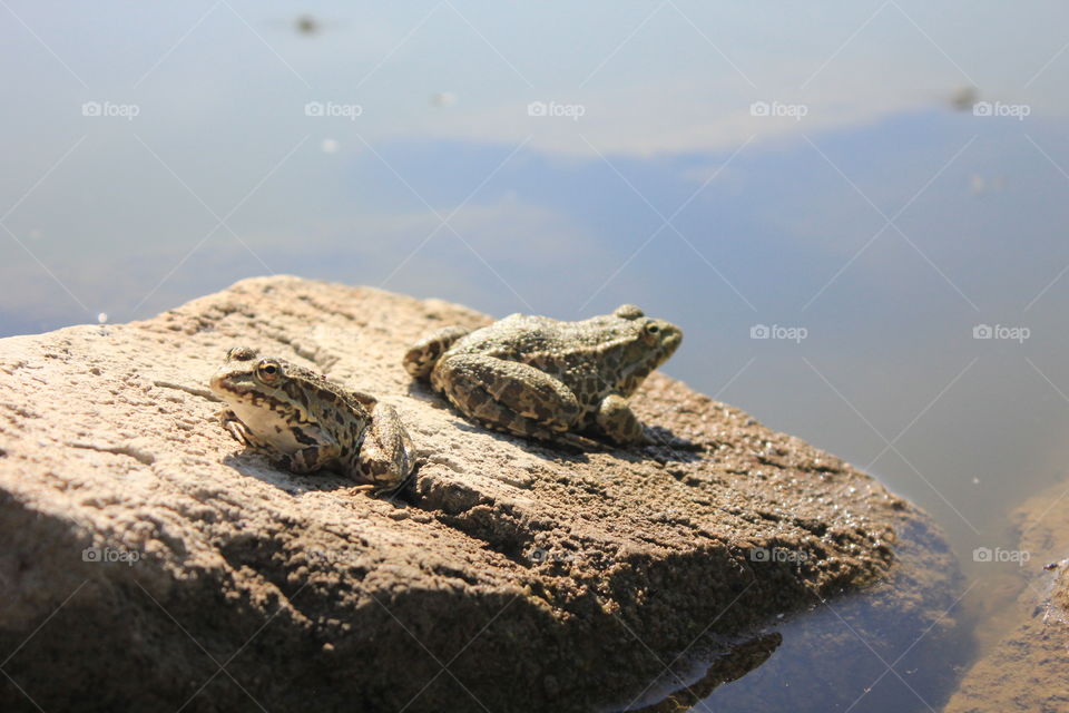 frogs in the sun