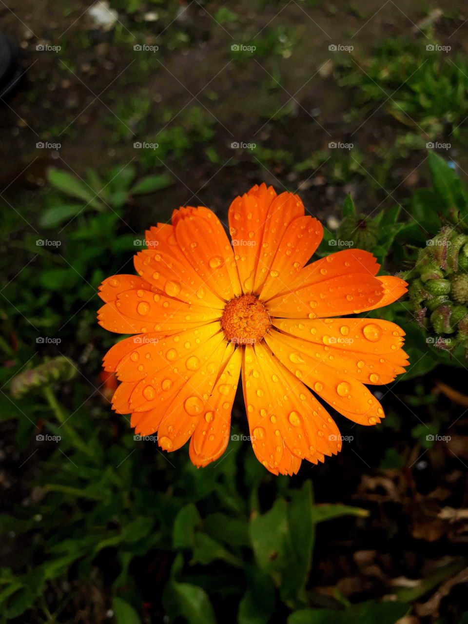 Garden marigold in spring time with raindrops