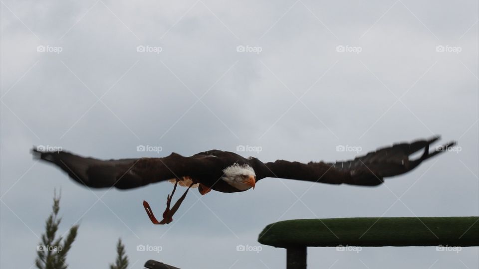 The eagle makes a impression :)